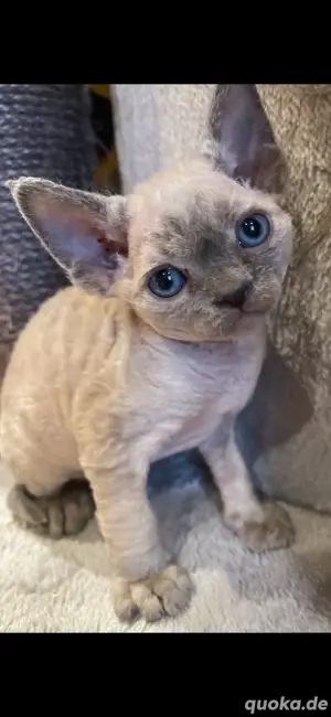Wundervolle Devon Rex Kitten