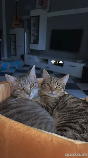 Katzen zum verkauf 