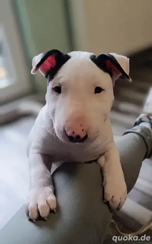 reinrassiger  mini Bullterrier welpe