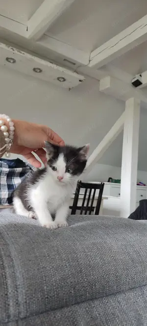 Wunderschöne Kätzchen Kitten Hofkatzen