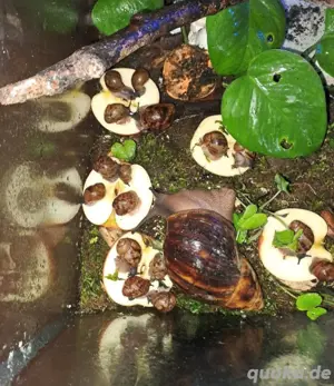 Archachatina Marginata Ovum (XXL) 