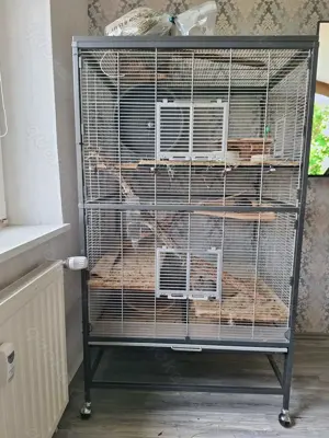 3 niedliche Degus mit Käfig und komplettem Zubehör 