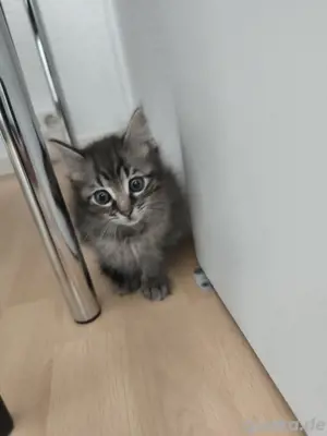 Maine Coon Kitten 