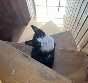 Tonkanese Ekh Mischlingskater- Süße Katerchen suchen ein Zuhause   Geb.  