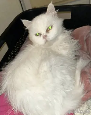 Perser Katze kastriert 4 Jahre alt 