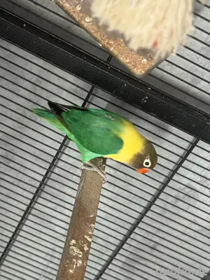 schwarzkopf vogel weiblich 
