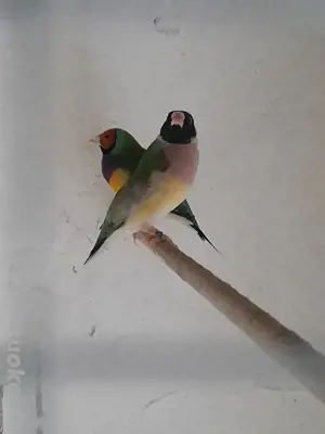 Goldamadinen