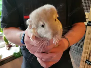 Chinchilla-Babys