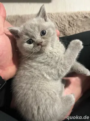 Bkh kitten