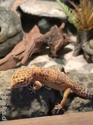 tremper Albino leopardgecko 0.1