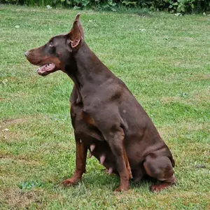 Wurfankündigung   Exklusive Pride of Russia Dobermann-Welpen erwartet