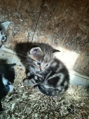 Kleiner Maikater  Kater  Kitten  Maikätzchen