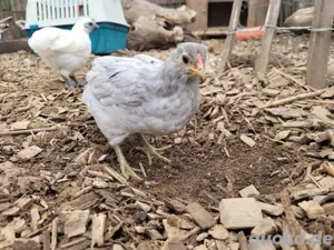Araucana Hähne Grünleger