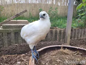 Ga h'mong Hahn Huhn 