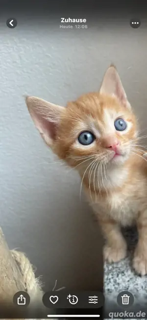 Norweger edelmix Kitten 