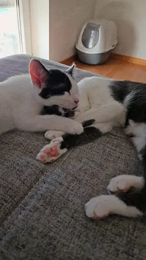 Katzenkumpel gesucht