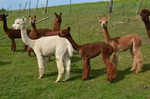  Alpaka Stute Bild 3