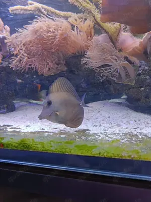 Meerwasseraquarium 