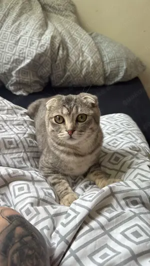 Britische kurzhaarkatze reinrassig mix zum verkaufen 