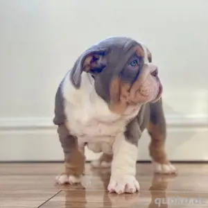 Englische Bulldoggenwelpen