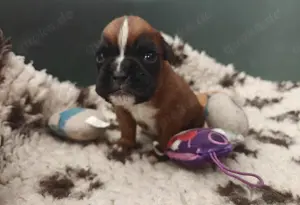 Deutscher Boxer