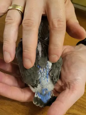 Papagei   Rüppellpapagei   Blausteißpapagei (Poicephalus rüppelli) geschl. beringt   Herkunftsnachw. Bild 4 Papagei   Rüppellpapagei   Blausteißpapagei (Poicephalus rüppelli) geschl. beringt   Herkunftsnachw. Bild 4