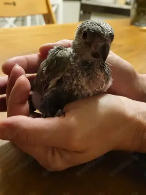 Papagei   Rüppellpapagei   Blausteißpapagei (Poicephalus rüppelli) geschl. beringt   Herkunftsnachw. Bild 3 Papagei   Rüppellpapagei   Blausteißpapagei (Poicephalus rüppelli) geschl. beringt   Herkunftsnachw. Bild 3