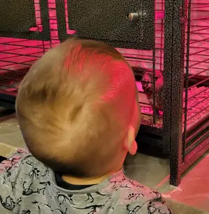 Papagei   Rüppellpapagei   Blausteißpapagei (Poicephalus rüppelli) geschl. beringt   Herkunftsnachw. Bild 6 Papagei   Rüppellpapagei   Blausteißpapagei (Poicephalus rüppelli) geschl. beringt   Herkunftsnachw. Bild 6