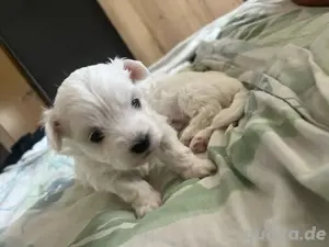Hunde welpen 