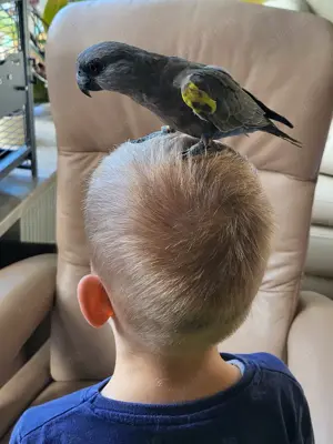 Papagei   Rüppellpapagei   Blausteißpapagei (Poicephalus rüppelli) geschl. beringt   Herkunftsnachw. Bild 9 Papagei   Rüppellpapagei   Blausteißpapagei (Poicephalus rüppelli) geschl. beringt   Herkunftsnachw. Bild 9