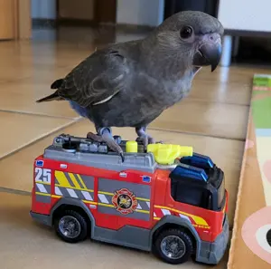 Papagei   Rüppellpapagei   Blausteißpapagei (Poicephalus rüppelli) geschl. beringt   Herkunftsnachw. Bild 8 Papagei   Rüppellpapagei   Blausteißpapagei (Poicephalus rüppelli) geschl. beringt   Herkunftsnachw. Bild 8