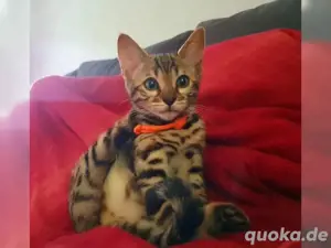 Bengal kitten mit stammbaum