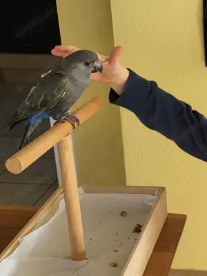 Papagei   Rüppellpapagei   Blausteißpapagei (Poicephalus rüppelli) geschl. beringt   Herkunftsnachw. Bild 7 Papagei   Rüppellpapagei   Blausteißpapagei (Poicephalus rüppelli) geschl. beringt   Herkunftsnachw. Bild 7