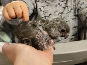 Papagei   Rüppellpapagei   Blausteißpapagei (Poicephalus rüppelli) geschl. beringt   Herkunftsnachw. Bild 5 Papagei   Rüppellpapagei   Blausteißpapagei (Poicephalus rüppelli) geschl. beringt   Herkunftsnachw. Bild 5