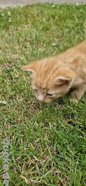 Katzenbabys