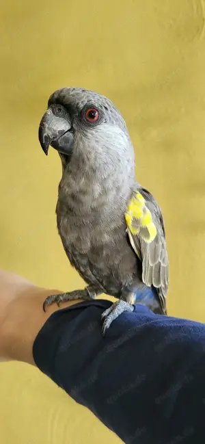Papagei   Rüppellpapagei   Blausteißpapagei (Poicephalus rüppelli) geschl. beringt   Herkunftsnachw.