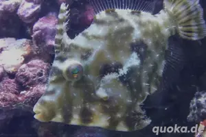 Tangfeilenfisch zu verkaufen 