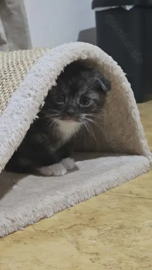 Verspielte Katze 