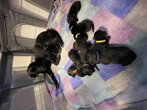 10 kleine Herzensbrecher suchen ein Zuhause   bald bereit zum Auszug!