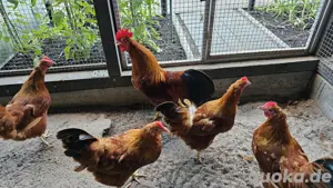 10 New Hampshire Küken abzugeben 