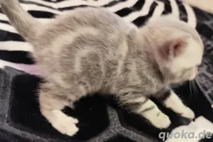  BKH Madchen Silber Grau Tabby