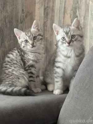 Bkh -Mix Kitten 