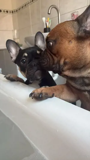 französische bulldogge 