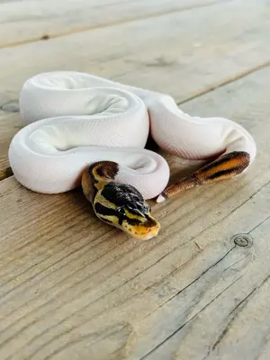Königspython Black Pastel Pied het Clown