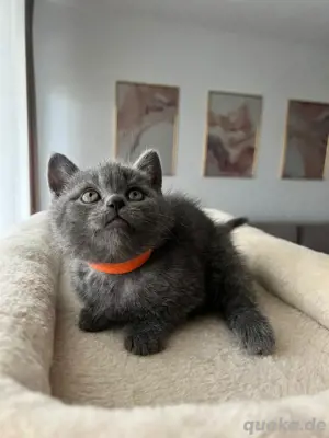 BKH Weibchen Kitten