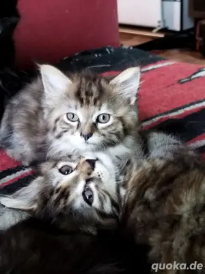 Abgabe Maine Coon Katzen