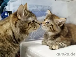 Abgabe Maine Coon Mix Katzen