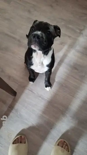 old english bulldog Welpe sucht ihre Familie 