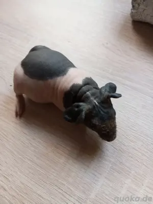 Skinny Nacktmeerschweinchen 