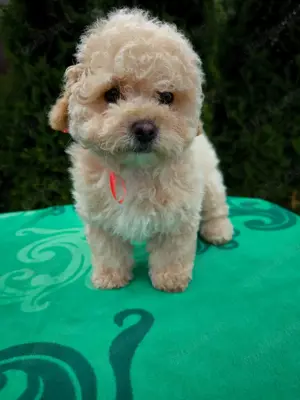 Wunderschöne Maltipoo Welpen